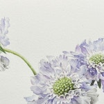 해든(haedeun) on Instagram: 해든과 함께하는 챌린지~~ 9번째 그림 스카비오사 입니다~~~ #2월엔1일1그림 #Februartflowers... 