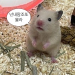 기요미 햄스터짤
