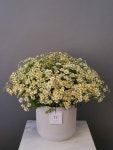 Pin page Flower arrangment에 있는 Interiors By Mely님의 핀