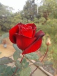 my garden my flowers에 있는 ravindra님의 핀 | 꽃