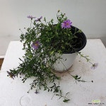 사계국화(3동일품배송) - 야생화(Wild Flower) | 식물, 꽃, 야생화