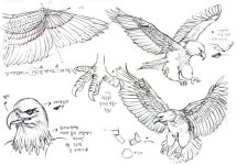 독수리 드로잉 독수리 드로잉 in 2024