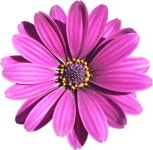 보타니컬아트에 있는 명남 한님의 핀