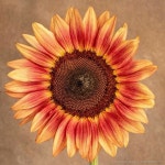 Plum Sunflower 🌻 | 꽃