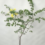 둥근잎 아카시아 (동일품,110-120cm)(Acacia podalyriifolia) - 관엽식물(Foliage)