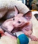 ~SPHYNX CATS~에 있는 Catherine님의 핀 | 스핑크스