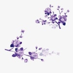 보라색 지금 나뭇가지에 활짝 핀 꽃 일러스트, 연자줏빛, 짙은 자색, 활짝 피다 PNG 일러스트 및 PSD 이미지 무료 다운로드 - Pngtree 보라색... 