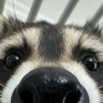 김개똥 gaettong on Instagram: "happy ttong #라쿤 #개똥이 #고양이 #너구리 #강아지 #반려동물 #반려견 #raccoon #cat...
