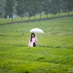 Photos tagged with #보성다원