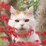 「냥~이들」おしゃれまとめの人気アイデア｜Pinterest｜SJ Moon | かご猫, 美しい猫, 愉快な動物