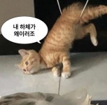 헬스 운동 헬창 전용 짤