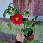 [하와이꽃집] 재래종 아담하고 예쁜 사이즈 잎사귀무늬 - 관엽식물(Foliage) [하와이꽃집] 재래종 아담하고 예쁜 사이즈 잎사귀무늬... 