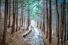 “여기 공기부터 다르다더니, 진짜였네”… 피톤치드 가득, 국내 최대 규모의 편백숲 무료여행지