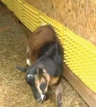 Goat stuff에 관한 26개의 최상의 Pinterest 이미지 | 말, 염소 및 농장 Goat stuff