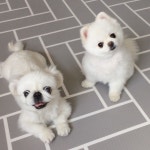 흰누니 (@heanooni) • Instagram photos and videos