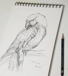 #수진T #수진쌤 #드로잉 #그림 #스케치 #자연물 #앵무새 #새 #형태 #art #sketch #draw #drawing #bird #parrot