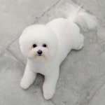 애견묭사에 있는 Wodjgmr님의 핀 | 비숑, 애견, 강아지