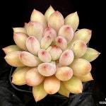 연지곤지(중) 13-63(E. Yeonji) - 다육식물(Succulent) 연지곤지(중) 13-63(E. Yeonji) - 다육식물(Succulent) di 2024