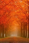 AUTUMN에 관한 102개의 최상의 Pinterest 이미지 | 아름다운 장소, 숲 및 Random stuff AUTUMN