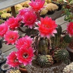 34 선인장(1,2번은 모주사진) - 선인장(Cactus) 34 선인장(1,2번은 모주사진) - 선인장(Cactus) | Cactus, Flowers
