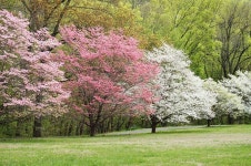 s in Bloom, Tenn.Dogwood | 태양광