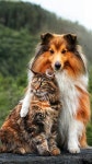 Pin by 명관 최 on principessine | Pets, Sheltie, Animals