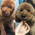 정말 영혼을 끌어모아야 할수있는 달콩이 얼컷임다  오늘도 미션성공 - - - #애견미용사 #일상 #daily #jeju #제주도 #제주 #제주인... 