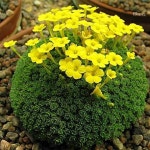 ༻❤✿ FLoWeRS ✿❤༺에 있는 음은희님의 핀 | 자연