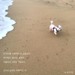 종이다방에 있는 종이다방님의 핀 | 말티즈, 해변, 책