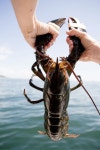 Maine seafood에 관한 상위 25개 이상의 Pinterest 아이디어 | 메인주, 게 요리법 및 Portland maine