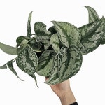 인기 스킨 엔젤스킨답서스 중품 25-40cm 99(Epipremnum aureum) - 공기정화식물(air purifying plants) 인기 스킨 엔젤스킨답서스... 