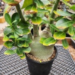 꽃이이쁜 아라비쿰실생(Adenium arabicum) - 아프리카식물(Africa Plant)