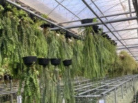 Lycopodium | 식물, 실내식물