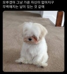 Pin page 4에 있는 thy님의 핀 | 재미있는 강아지 사진, 개 유머, 귀여운 강아지 밈