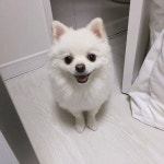 いいね！93件、コメント3件 ― 포메라니안 포비 💙 (2014. 04. 03)さん(@iam.pobi)のInstagramアカウント: 「헤헷 😛 . . #포비 #폽 #포비네... 
