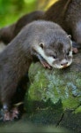 Adorable baby Otter(이미지 포함) | 귀여운 아기 동물, 아기 동물, 수달