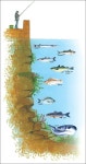 오션파라다이스사이트 오션게임pc황금성게임인터넷릴게임 게임… in 2020 | Fishing tips, Salt water fishing, Sea fishing
