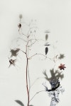 Flower constructions | 압화, 꽃장식