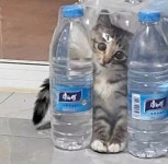 Pin page Pin en 네발 달린 친구들 | Gatos bonitos, Gatos