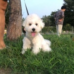 개신남🐶 마지막 빛보다 빠르개⚡️ . . . . . #비숑프리제 #비숑 #비숑블랑 #견생일기 #한강 #견크닉 #인스타독 #멍스타 | Dogs, Animals