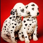 love에 관한 32개의 최상의 Pinterest 이미지 | Senior living, 노인 및 행복 love