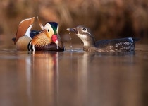 Mandarin duck | 새