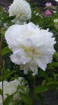 Pin by 기원 김 on Flower | Plants, Garden, Flowers