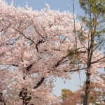 옆 카페에서 벚꽃 커피 한잔 어때요🌸 만개한 벚꽃과 내부 개방으로 활기를 찾은 정독도서관, 바로 옆에 위치한 카페 #커피방앗간 입니다... 