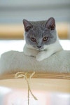 Animals에 관한 159개의 최상의 Pinterest 이미지 | 고양이, 새끼 고양이 및 귀여운 동물 Animals