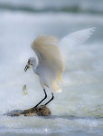쇠백로 by 55abk | Beautiful birds, Animal photography, Birds butterflies