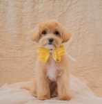 SUNNY AFTERNOON PET SALON MALTIPOO GROOMING 써니애프터눈 펫살롱 말티푸 클리핑 미용