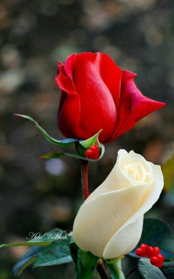 http://mail2.daum.net/hanmailex/Top.daum?checkGroot=false | Flores bonitas, Jardin de rosas rojas, Flores increíbles