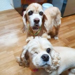 cockerspaniel#막둥이#보스팸#핑키펫#개치원#애견호텔#애견유치원#개스타그램#펫스타그램#독스타그램#반… in 2020 | Cockerspaniel