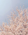 Everywhere. Right now. Go see! * * * 📍 Ansan Mountain, Seoul * * * * * * * #벛꽃 #봄봄봄 #cherryblossoms #springinseoul... 